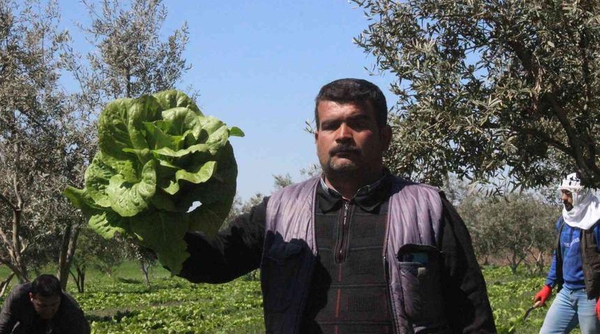 Tarladan 2 liraya çıkıyor! Markette 10 liraya satılıyor