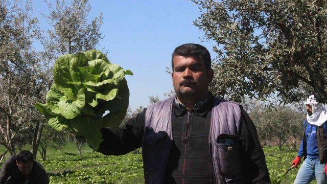 Tarladan 2 liraya çıkıyor! Markette 10 liraya satılıyor