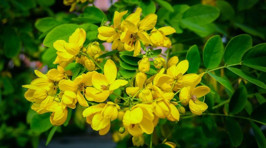 Basur ve kabızlık tedavisinin doğal ilacı: Sinameki nedir, sinameki nasıl kullanılır?