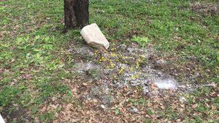 Bebek gömdükleri zannedildi, kadınların mezarlıkta başında dua ettikleri çukurdan kedi ölüsü çıktı