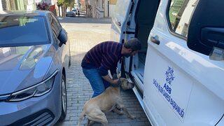 Aydın'da pitbull dehşeti! Kadın öğretmen yaralandı