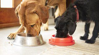 Vegan yemekler köpekler için 'daha sağlıklı' olabilir