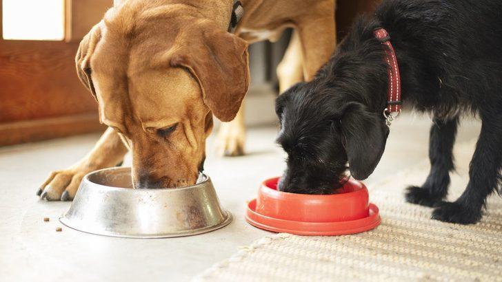 Vegan yemekler köpekler için 'daha sağlıklı' olabilir