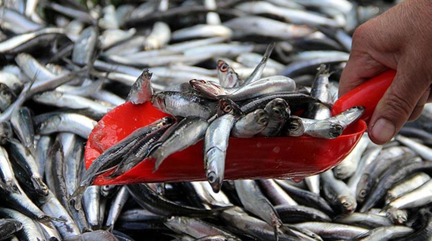 Denizlerde av yasağı! Bu sabah başladı, 1 Eylül'de sona erecek