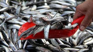 Denizlerde av yasağı! Bu sabah başladı, 1 Eylül'de sona erecek