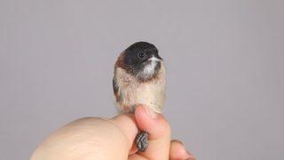 Sadece 46 kaydı var: Türkiye'de ise ilk kez görüldü! Adı: Karabaşlı çulha