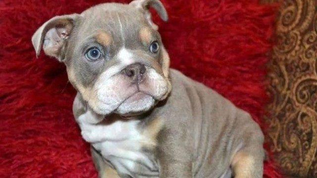 16 bin sterlinlik yavru bulldog kayıp