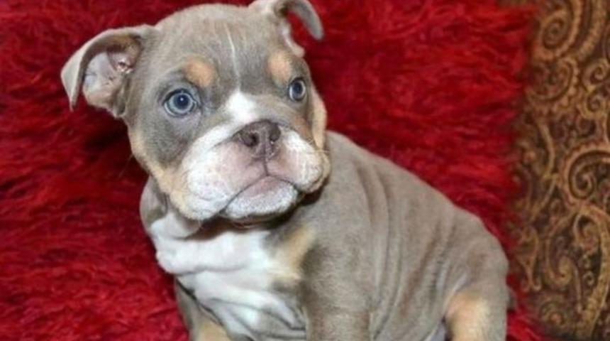 16 bin sterlinlik yavru bulldog kayıp