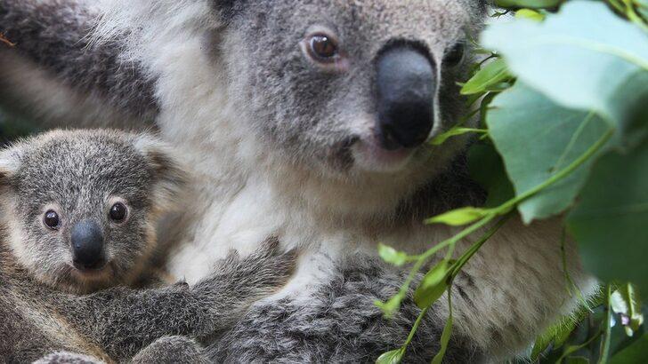 Araştırmacılardan öneri: Koalaları kurtarmak için koala spermi dondurun