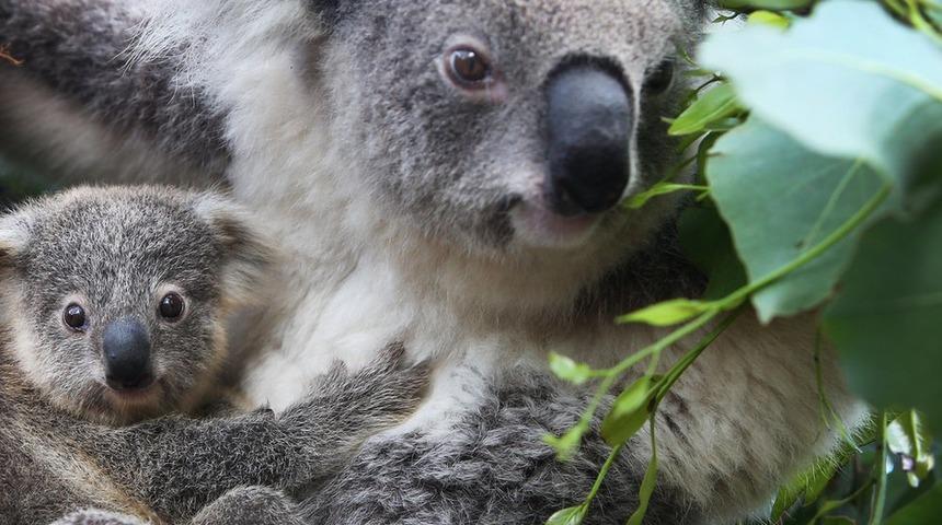 Araştırmacılardan &ouml;neri: Koalaları kurtarmak i&ccedil;in koala spermi dondurun