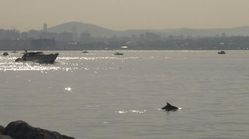 İstanbul'da "yunus" sürprizi! Görsel şölen oluşturup izleyenleri kendilerine hayran bıraktılar