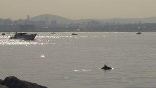 İstanbul'da yunus sürprizi! Görsel şölen oluşturup izleyenleri kendilerine hayran bıraktılar