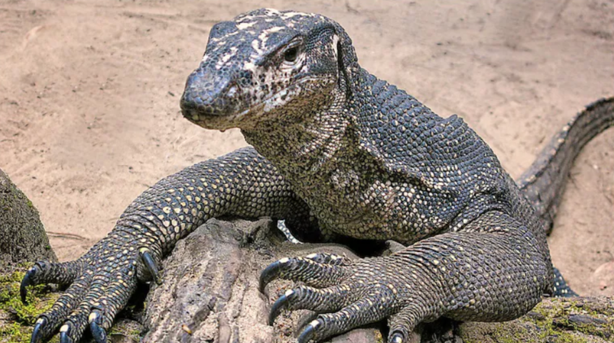 Mide bulandıran olay! Hindistan’da kertenkeleye tecavüz eden 4 avcı tutuklandı