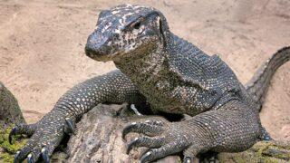 Mide bulandıran olay! Hindistan’da kertenkeleye tecavüz eden 4 avcı tutuklandı