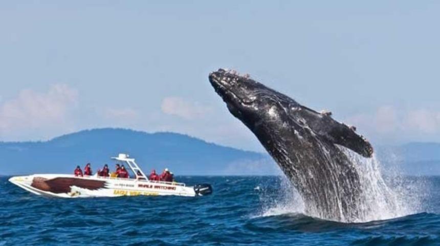 Balina tur teknesine saldırdı: 1 &ouml;l&uuml;