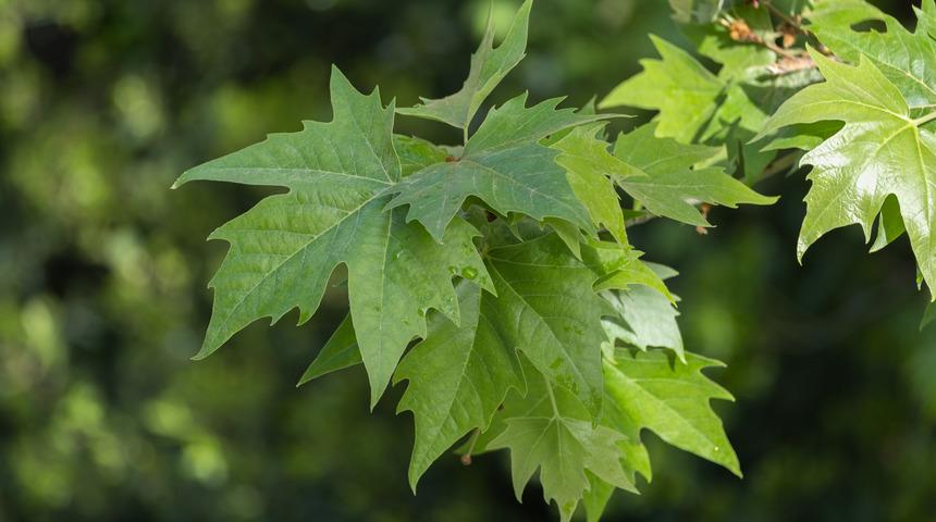 Cumhurbaşkanı Başdanışmanı önerdi: Kronik yorgunluk için...