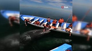 Turist teknesine yaklaşan gri balinalar şaşkınlık yarattı! Görüntüler sosyal medyada büyük ilgi gördü