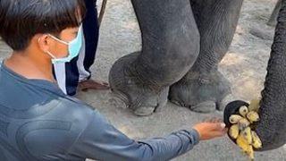 Çivili metal çubukla file vuran bakıcıya verilen ceza sosyal medyada gündem oldu