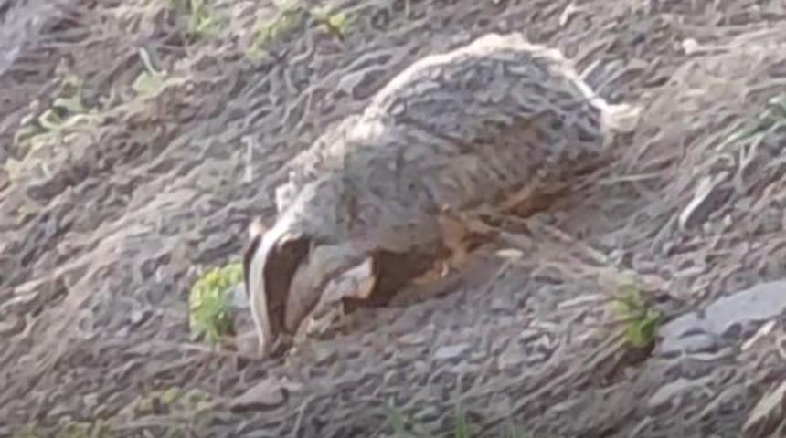 Kırmızı listede yer alıyor! Nesli tükenme tehlikesi altındaki hayvan Tunceli'de görüntülendi