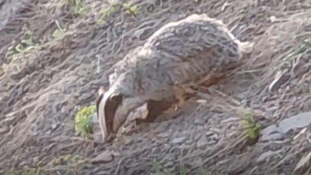 Kırmızı listede yer alıyor! Nesli tükenme tehlikesi altındaki hayvan Tunceli'de görüntülendi