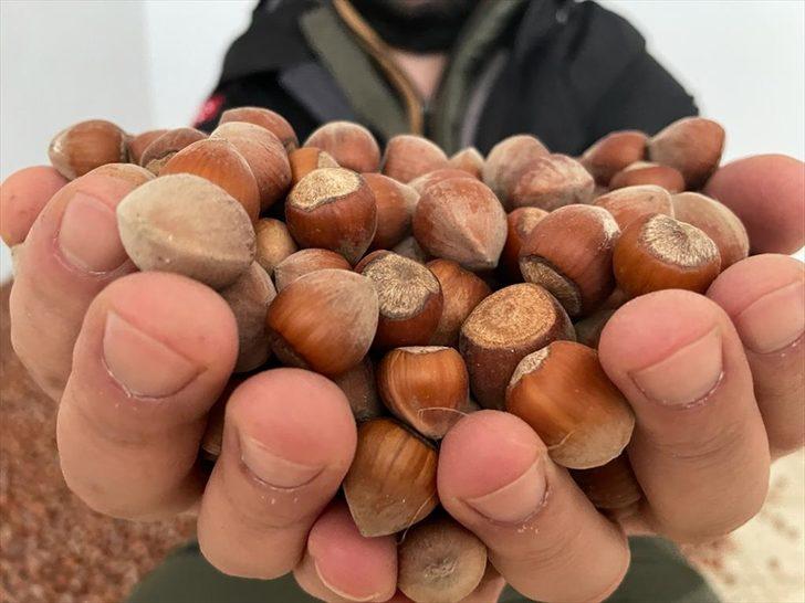 Trabzon'dan üç ayda 169 milyon dolarlık fındık ihraç edildi G1