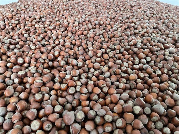 Trabzon'dan üç ayda 169 milyon dolarlık fındık ihraç edildi G2