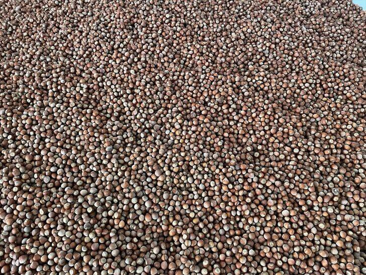 Trabzon'dan üç ayda 169 milyon dolarlık fındık ihraç edildi G3