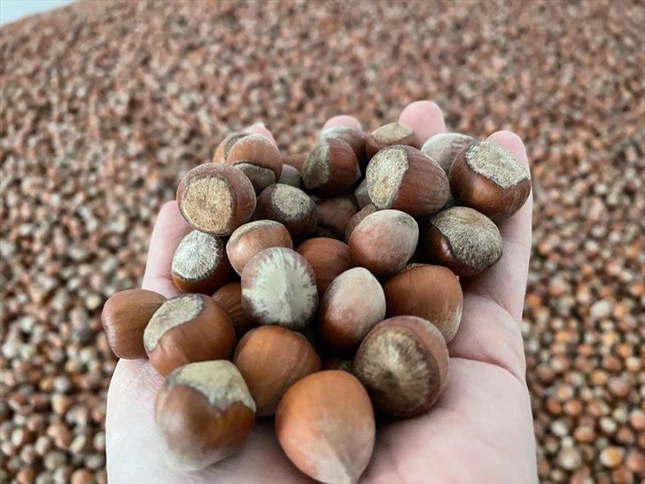 Trabzon'dan üç ayda 169 milyon dolarlık fındık ihraç edildi G4