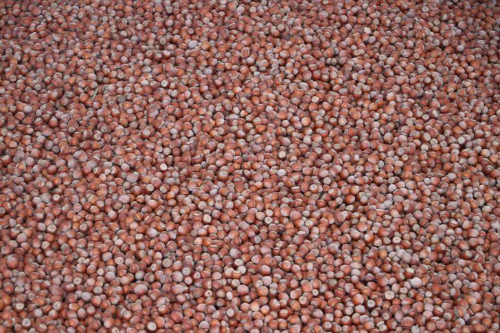 Trabzon'dan üç ayda 169 milyon dolarlık fındık ihraç edildi G5