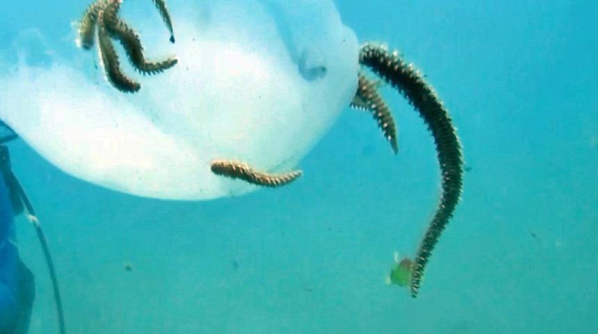 Binlercesi Antalya kıyılarına vurmuştu! Böyle yem oldular