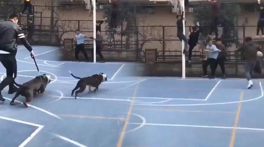 Yer: İstanbul! Tasması kopan pitbull korku dolu anlar yaşattı