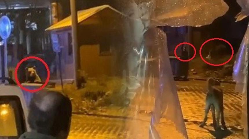 Tatilciler paniğe kapıldı! Böyle görüntülendiler 