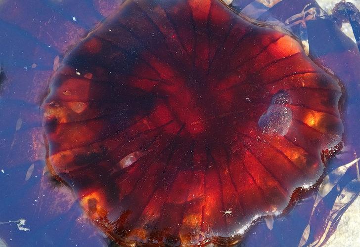 Çanakkale Boğazı'nda zehirli denizanası paniği! Uzmanlar uyarıyor: Denizden hemen çıkmalı