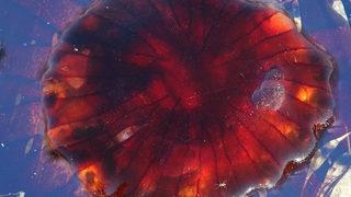 Çanakkale Boğazı'nda zehirli denizanası paniği! Uzmanlar uyarıyor: Denizden hemen çıkmalı