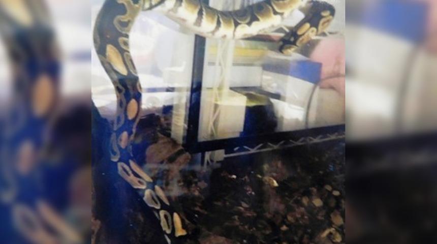 2 metre uzunluğunda! Arabadan ka&ccedil;tı, alarm verildi