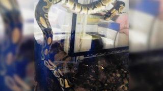 2 metre uzunluğunda! Arabadan kaçtı, alarm verildi