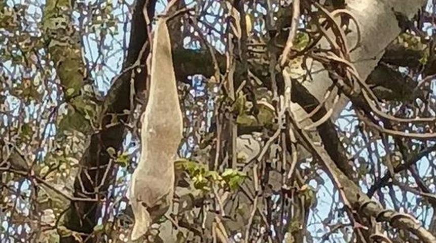 Ne olduğunu kimse çözemedi! Panik yarattı