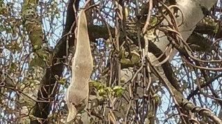 Ne olduğunu kimse çözemedi! Panik yarattı