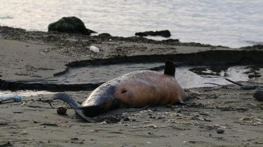 Karadeniz'deki yunus ölümleri! Son 3 aydaki rakamlar endişe veriyor