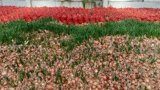 Tonlarca soğan elde kaldı! Üreticilere halcilere tepkili...10 katına satıyorlar