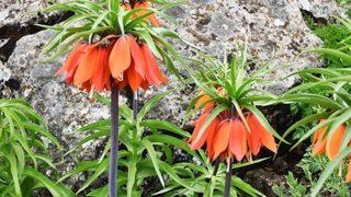 Bu çiçeği görürseniz sakın koparmayın! Cezası tam 80 bin lira...