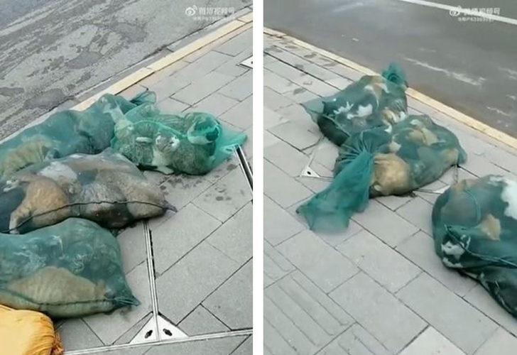 Onlarca kedi çöp torbasında! Çin’de akıllara durgunluk veren olay