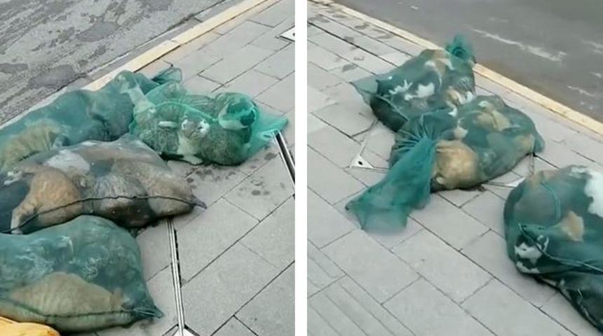 Onlarca kedi çöp torbasında! Çin’de akıllara durgunluk veren olay