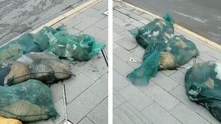 Onlarca kedi çöp torbasında! Çin’de akıllara durgunluk veren olay