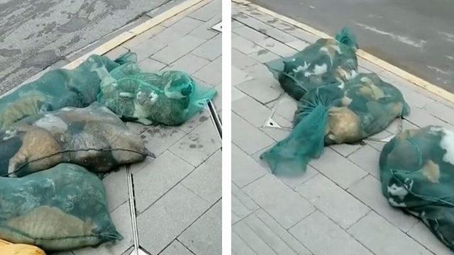Onlarca kedi çöp torbasında! Çin’de akıllara durgunluk veren olay