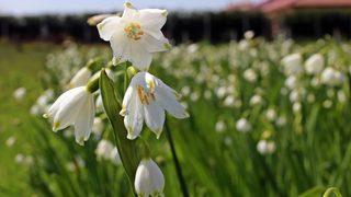 Bu çiçeği koparırsanız 112 bin lira cezayı göze alın! 