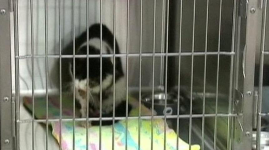 'Zombi kedi' mezarından &ccedil;ıktı