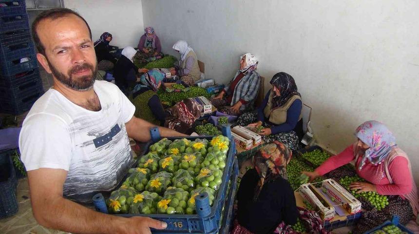 İlk çıktığında 500 liraydı, şimdi kilosu 20 lira!