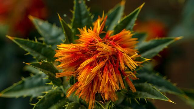 'Ekilmedik toprak bırakmayacağız' dedi! Kuru öksürüğü, gribal enfeksiyonu bıçak gibi keser... 
