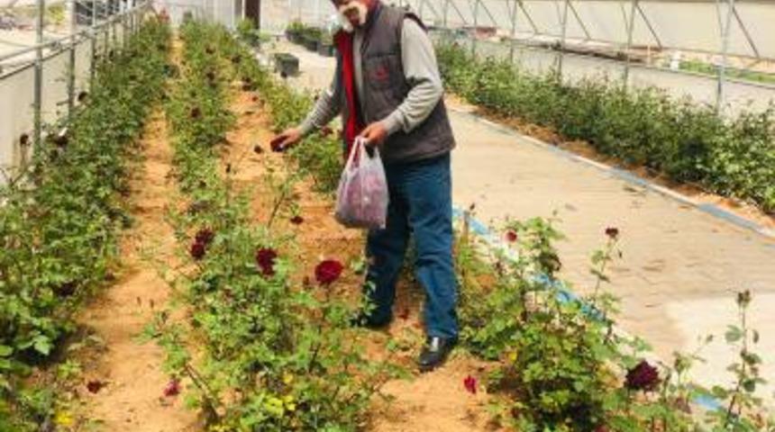Dünyada sadece Halfeti’de yetişiyor! 'Türkiye için büyük gelecek vaat ediyor'